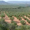 Predecir-el-comportamiento-del-cultivo-del-olivo-ante-el-cambio-climatico