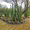 Cactus_Garden_Sunnylands_2-22-14h_12996769665