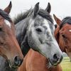 curiosidades-animales-como_hacer_490711329_152100912_1706x960