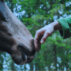 Caballo