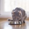 fundamentos-de-nutricion-felina