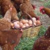 gallinas-ecologicas-huevos-ecologicos