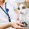 descripcion-del-master-en-practica-clinica-y-urgencias-de-pequenos-animales